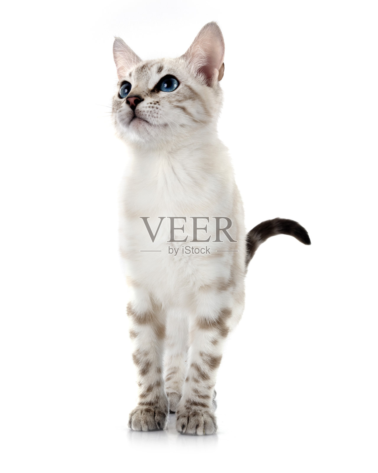 孟加拉小猫在摄影棚里照片摄影图片