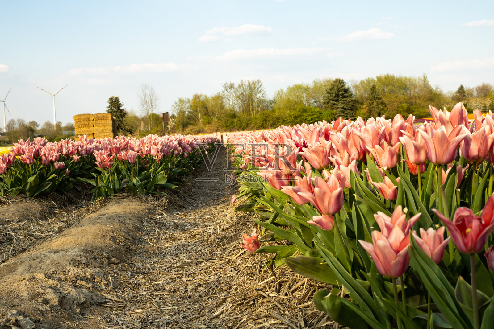 郁金香照片摄影图片