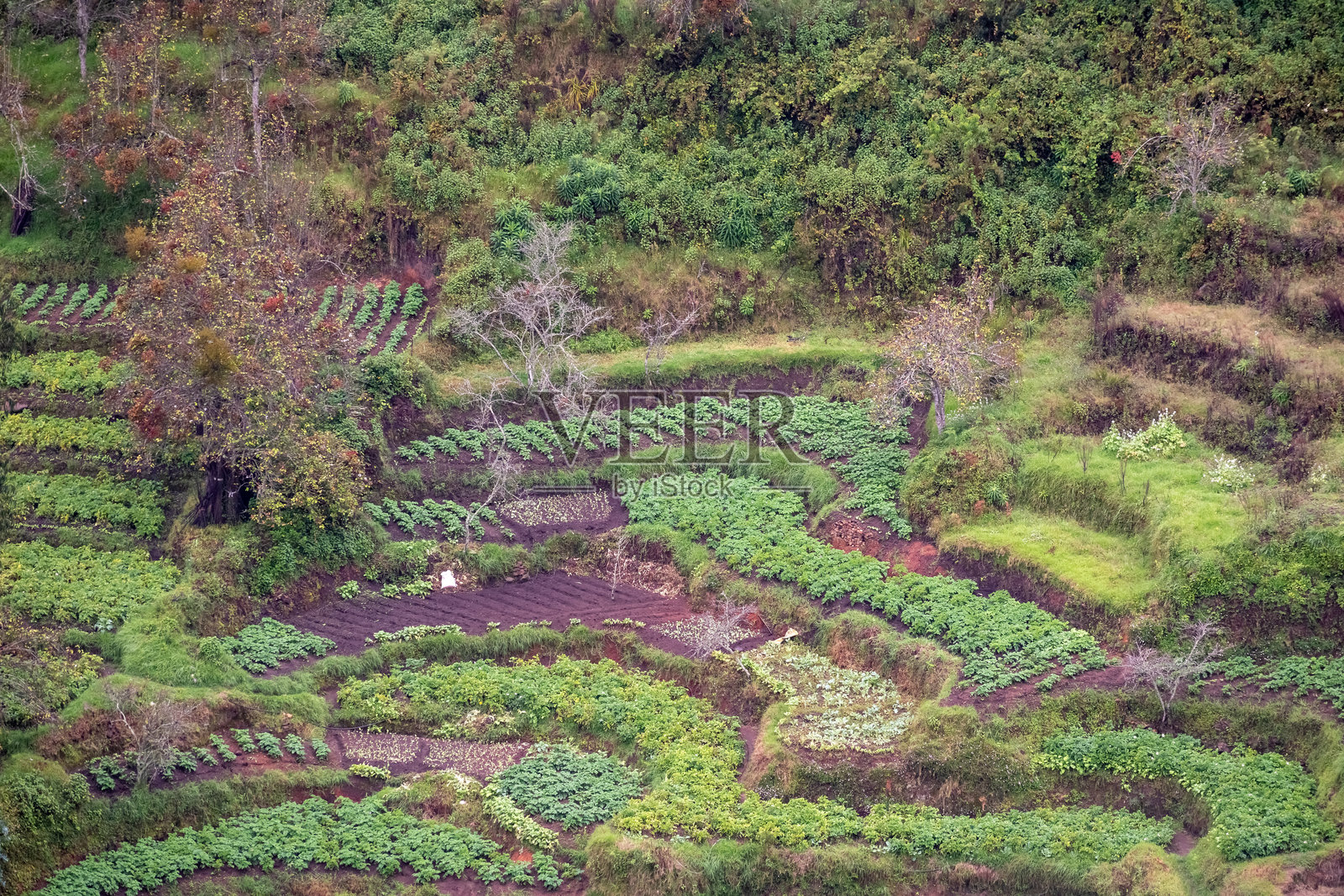 科代卡纳尔的梯田农业展现了郁郁葱葱的绿色景观照片摄影图片