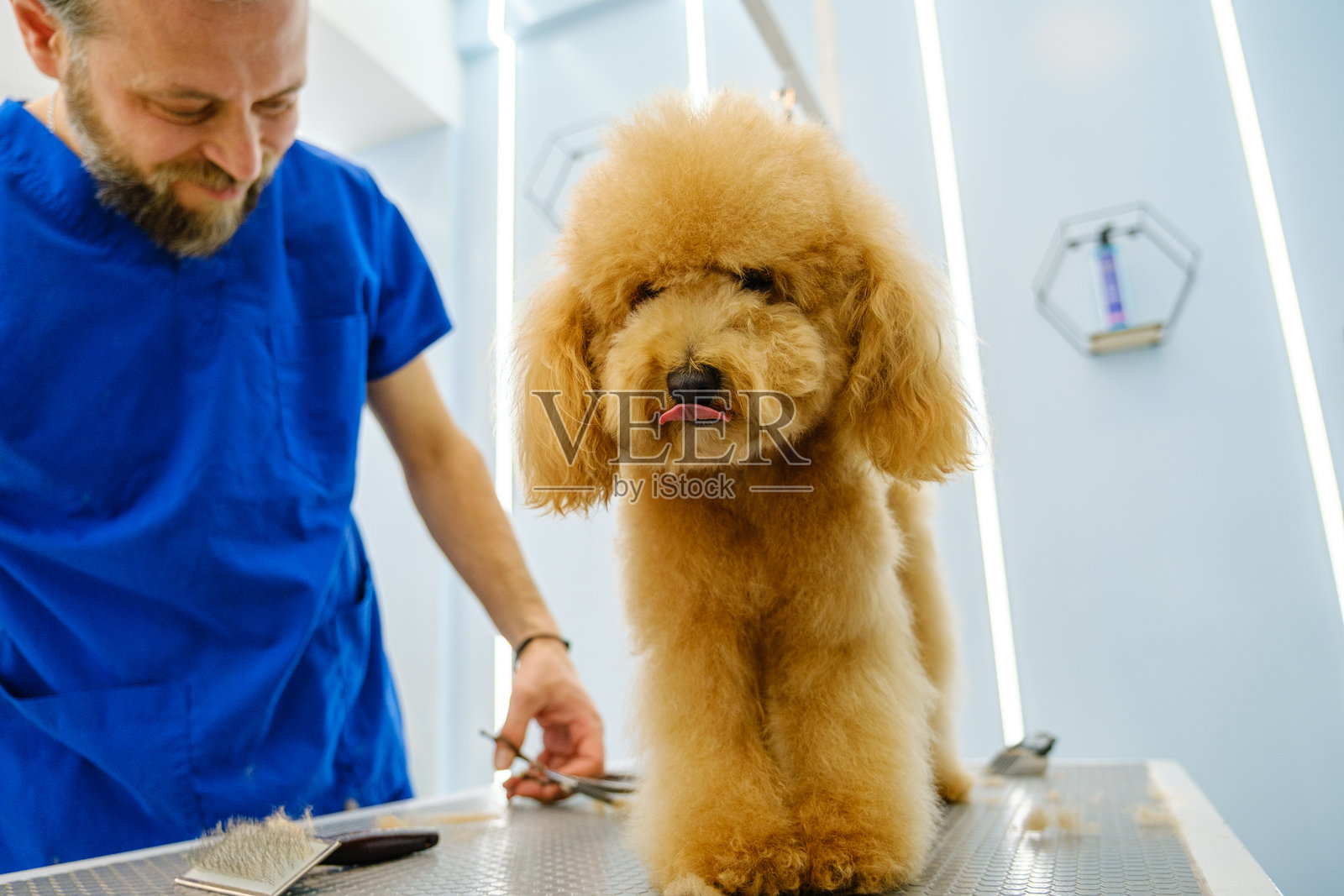 在一家宠物美容沙龙，一位中年男性美容师正在用剪刀修剪一只可爱贵宾犬的毛发。照片摄影图片