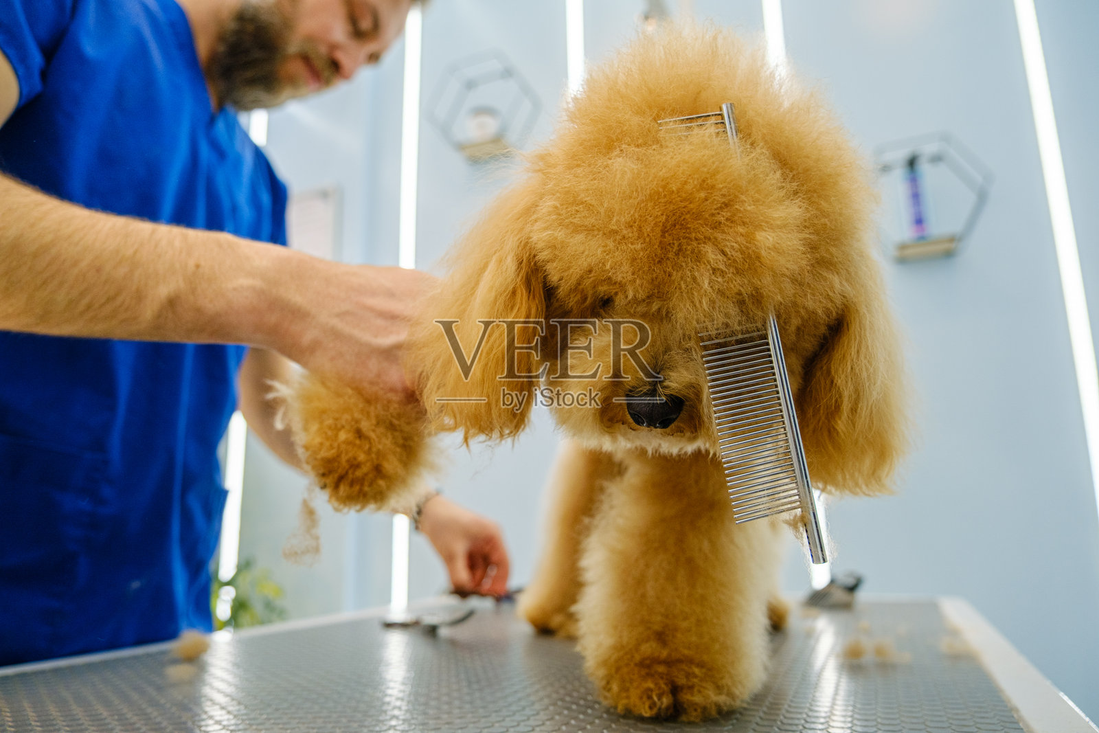 当一只贵宾犬正在接受剪刀修剪时，一把梳子搞笑地卡在它的头上。照片摄影图片