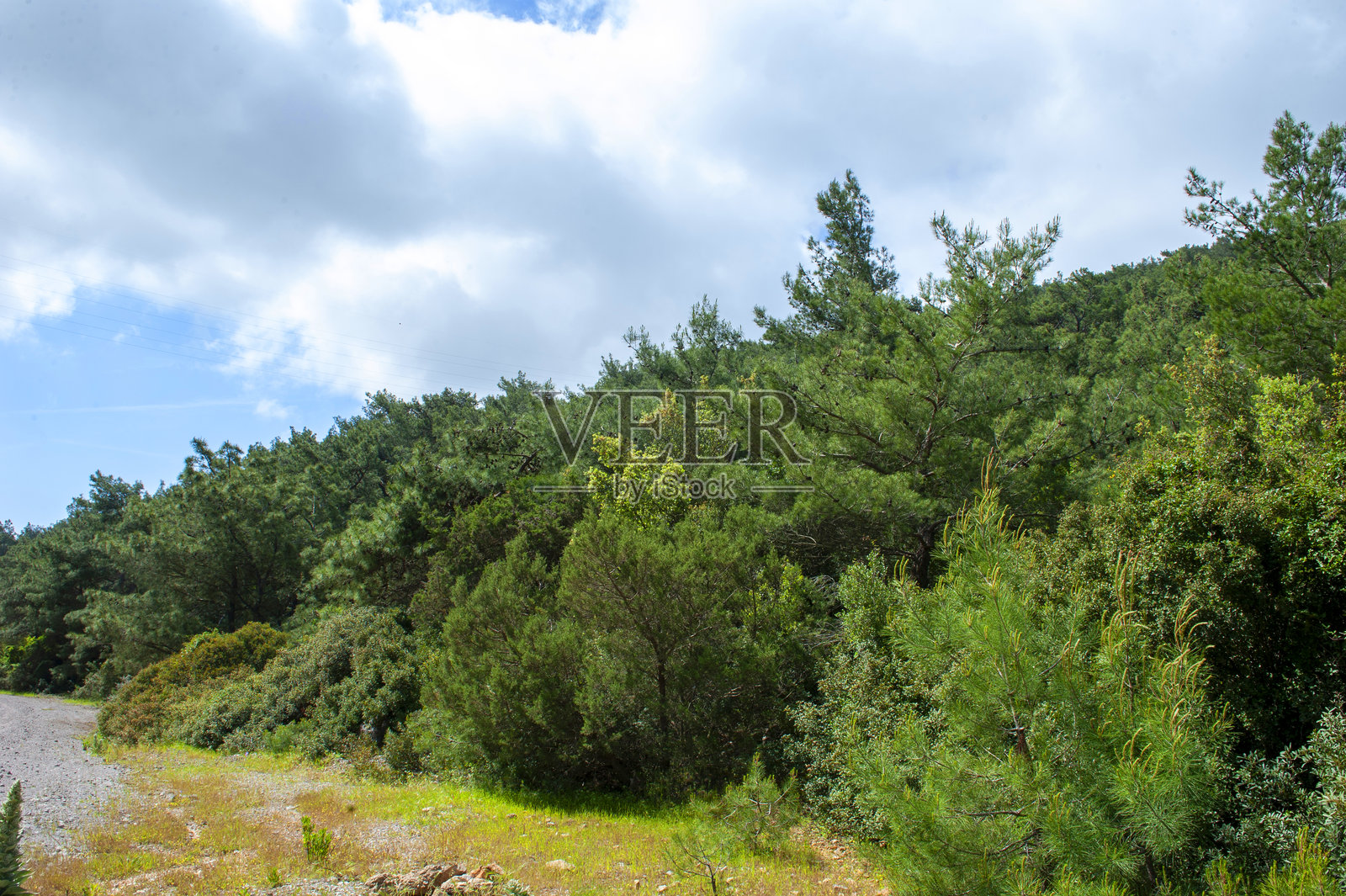 森林照片摄影图片