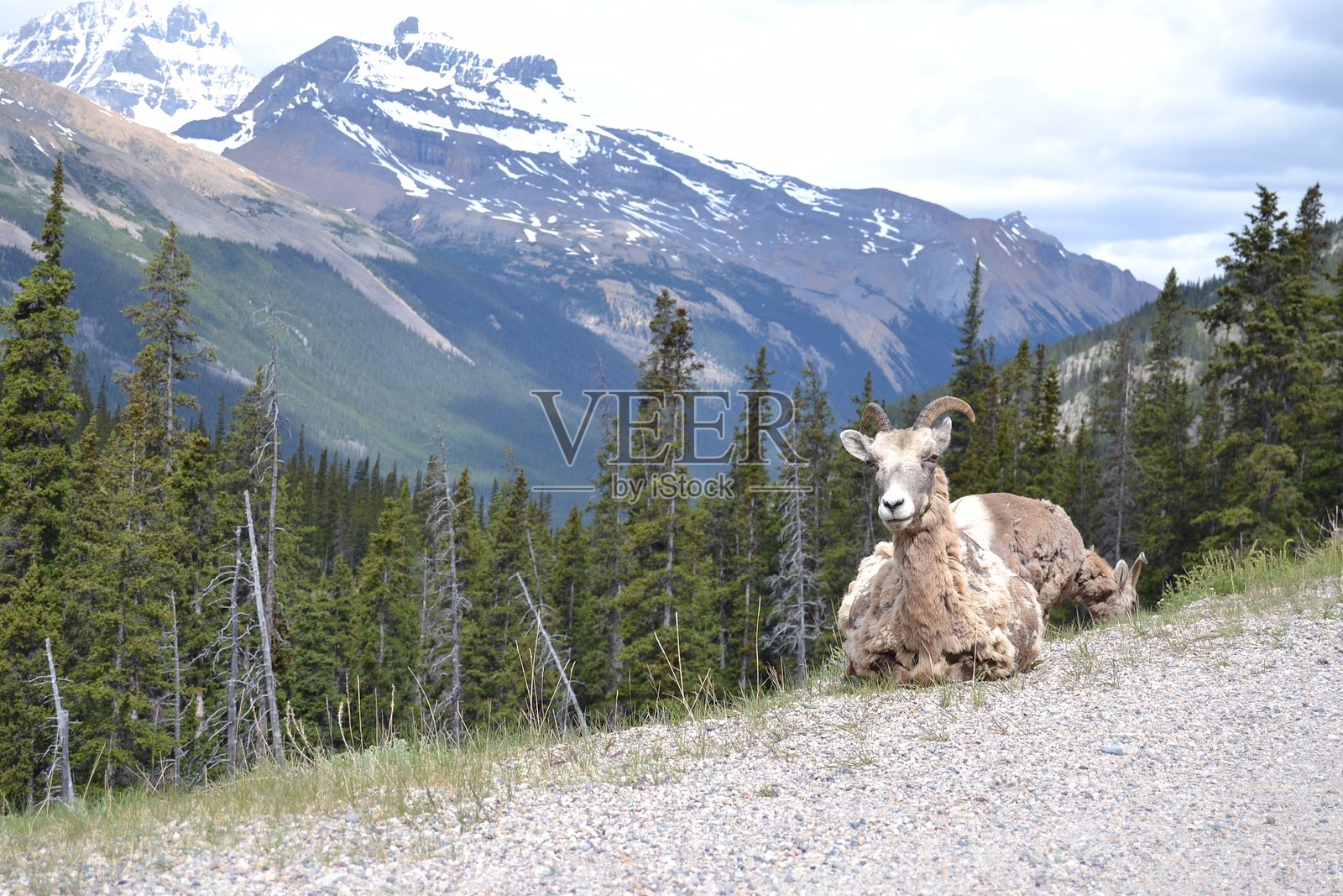 山中的山羊照片摄影图片