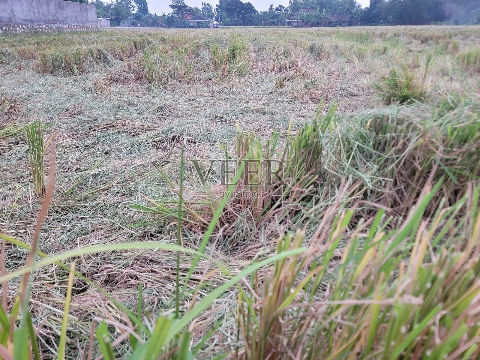 剩余的稻谷收成照片摄影图片