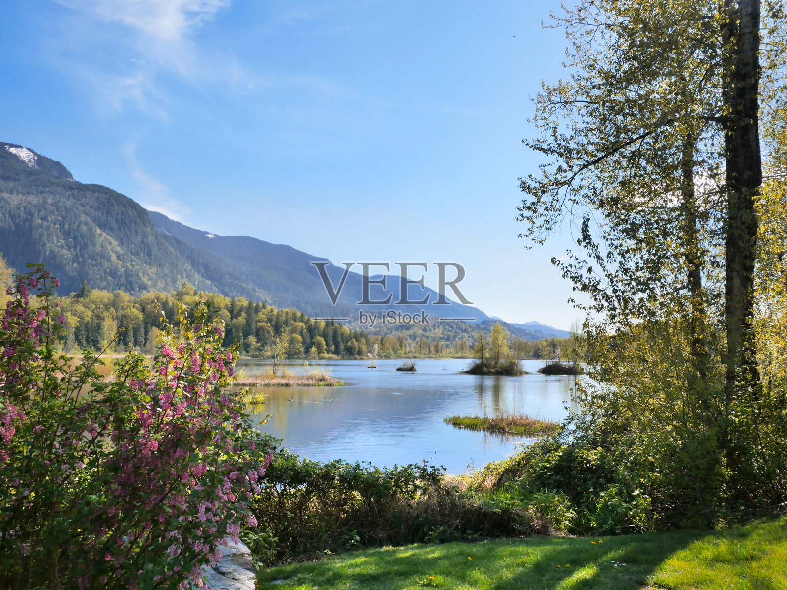 加拿大不列颠哥伦比亚省罗斯代尔的切姆湖湿地区域公园照片摄影图片