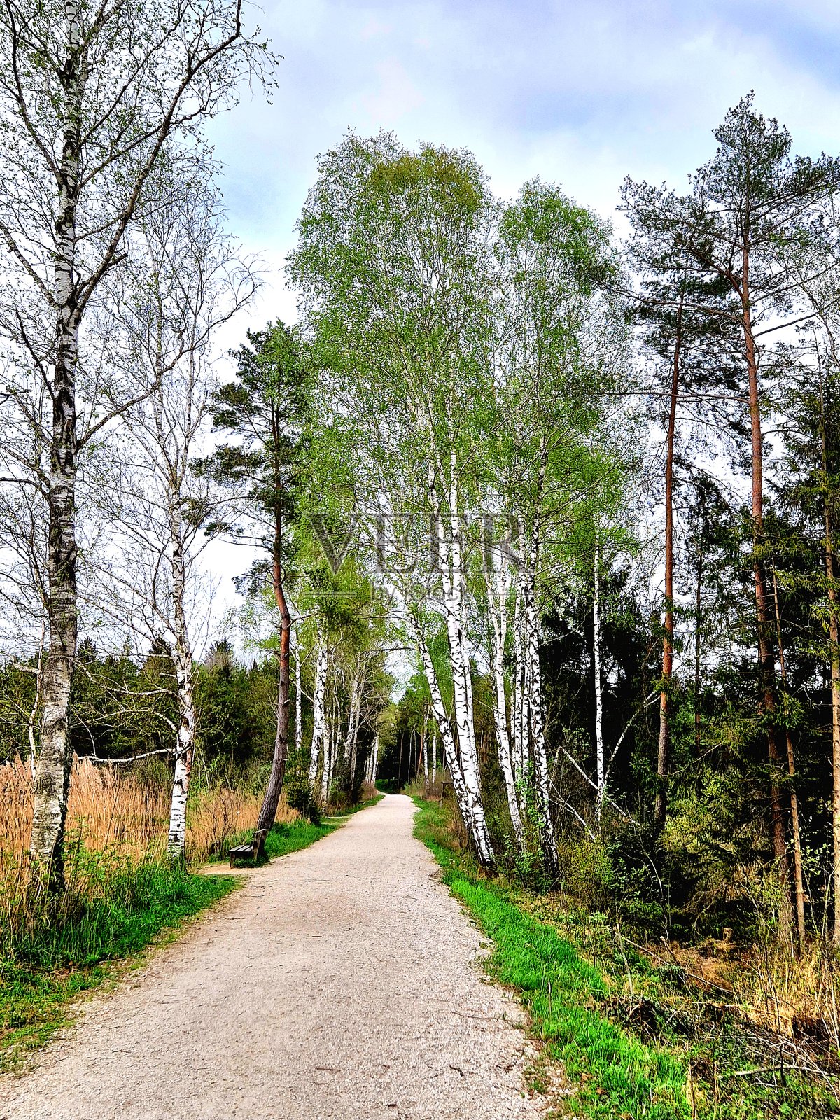 沼泽地 - Schönramer Filz - 巴伐利亚 - 小路照片摄影图片