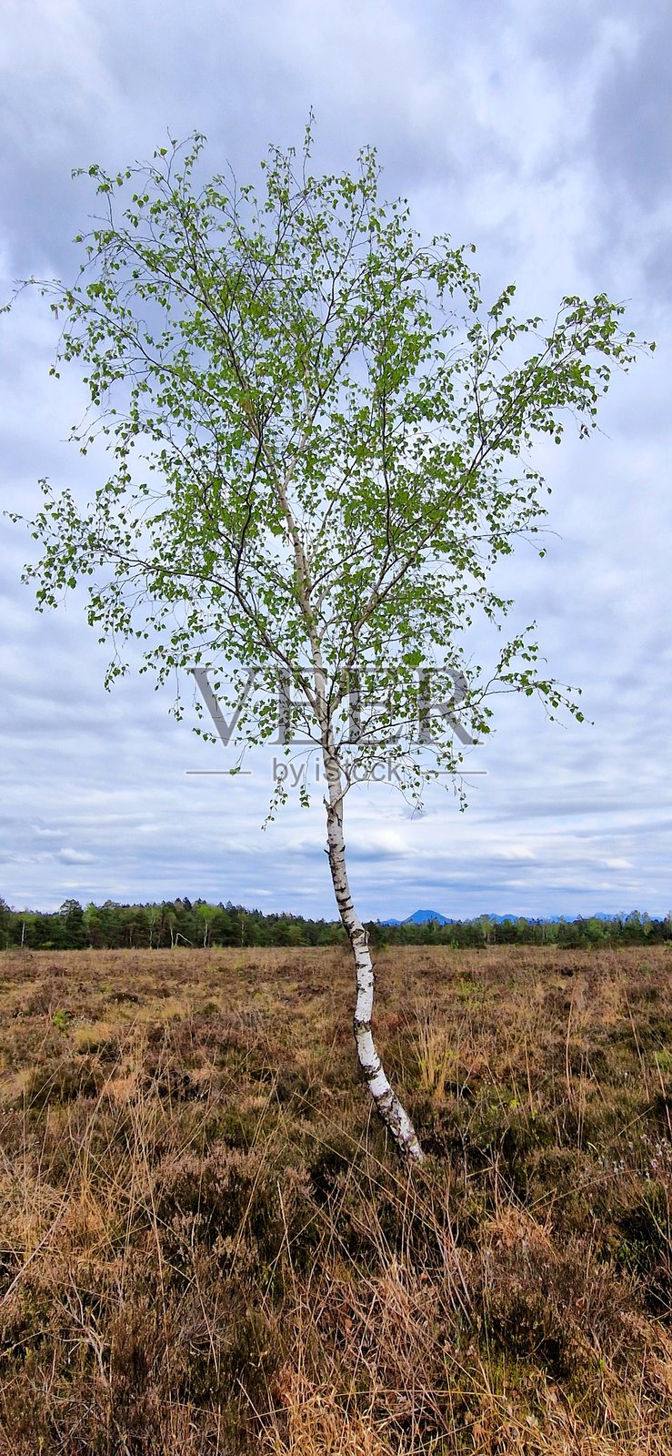巴伐利亚的美丽沼泽地 - 徒步旅行路线照片摄影图片