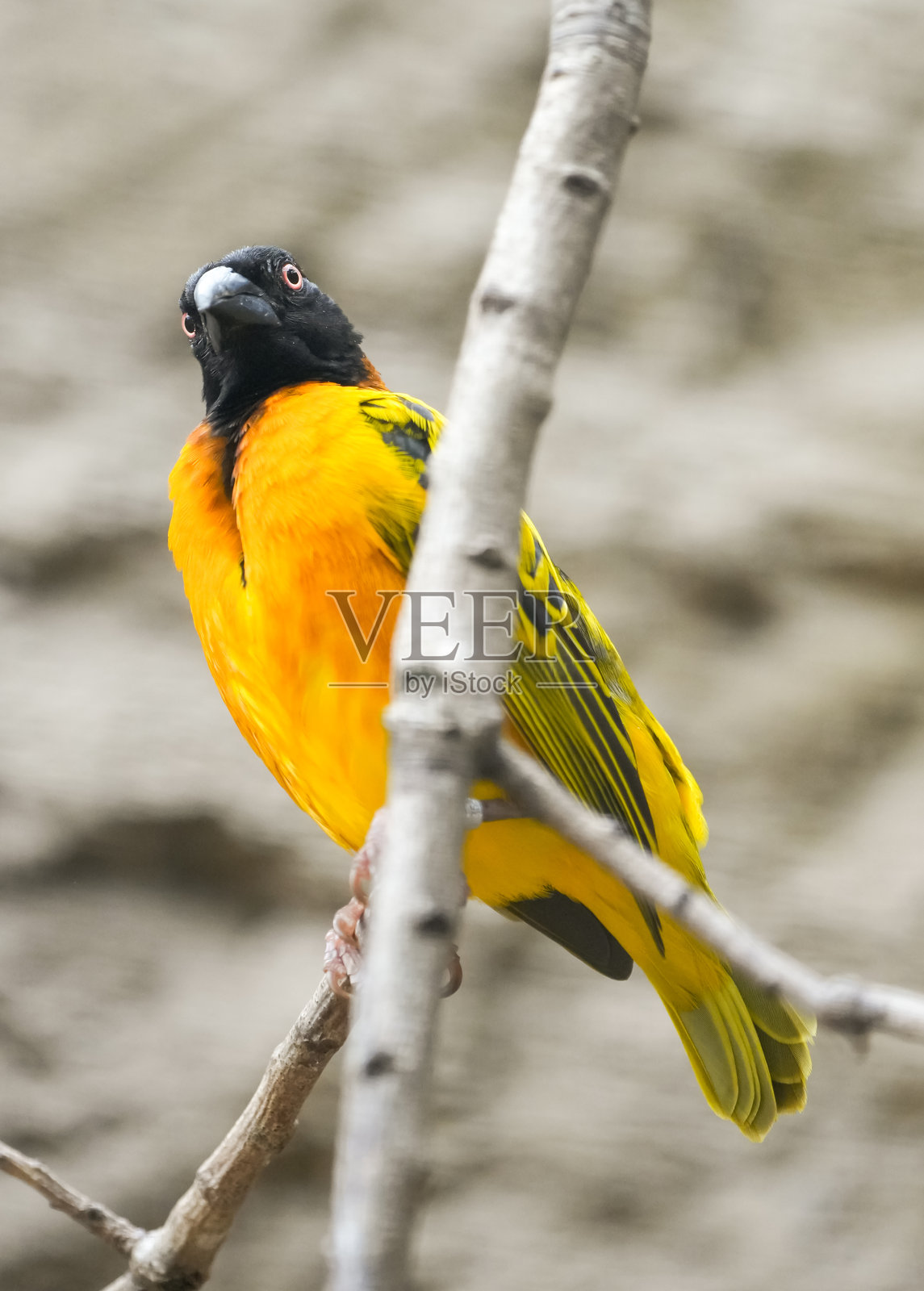 具有黄色羽毛和黑色头部的异国鸟类。照片摄影图片