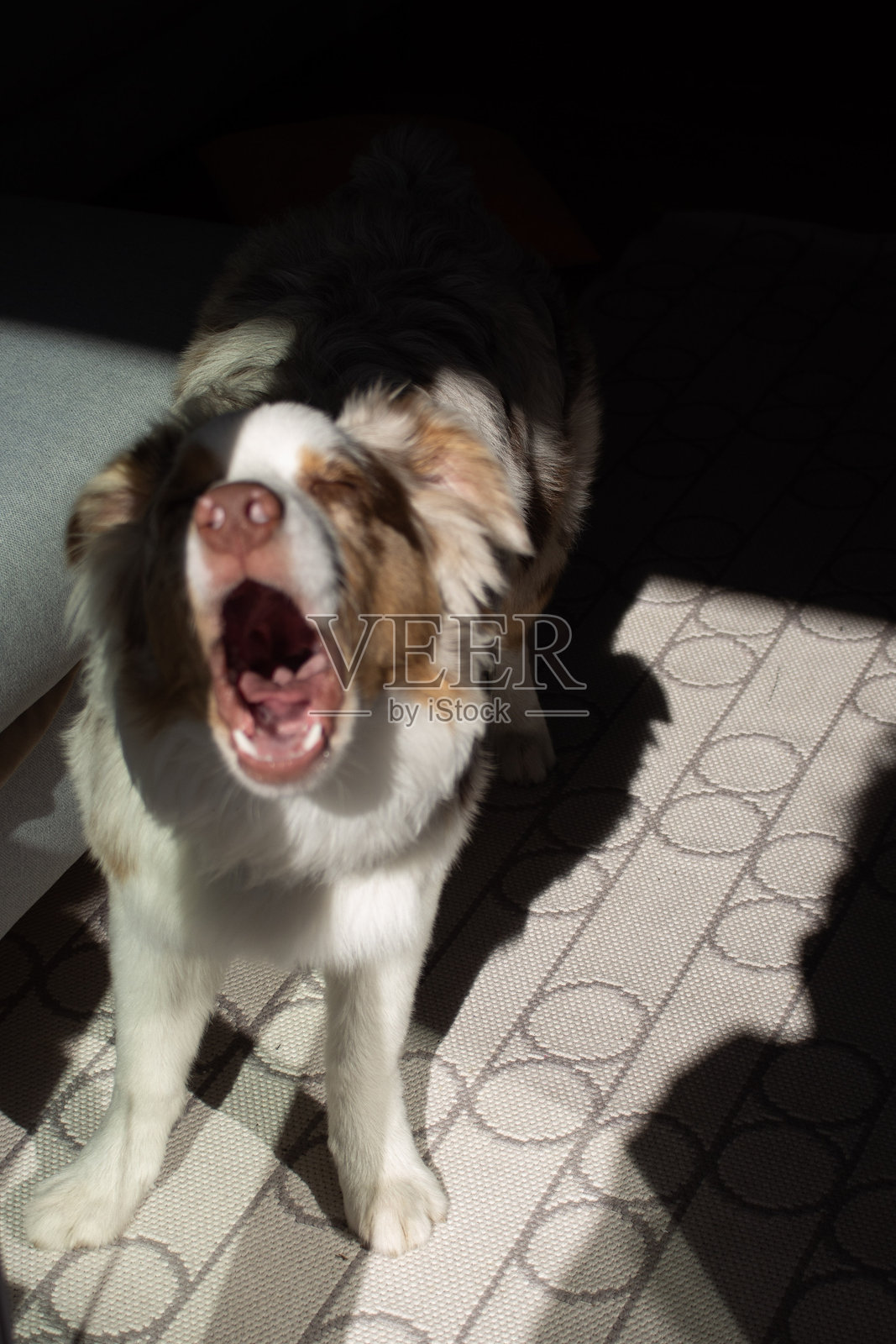 澳大利亚牧羊犬小狗。蓝色眼睛。颜色为白色、灰色和棕色。顽皮、毛茸茸、美丽、吠叫。照片摄影图片