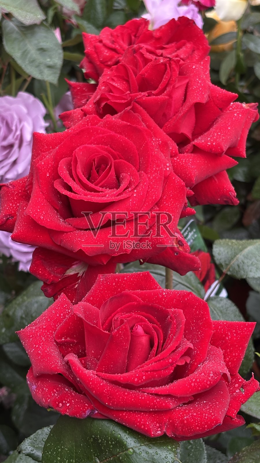 红玫瑰花照片摄影图片