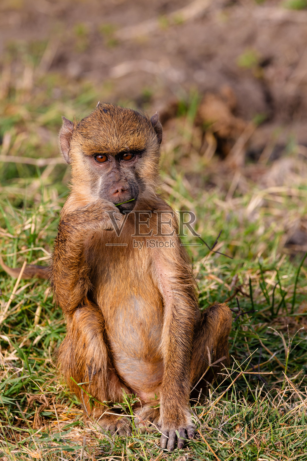 黄狒照片摄影图片