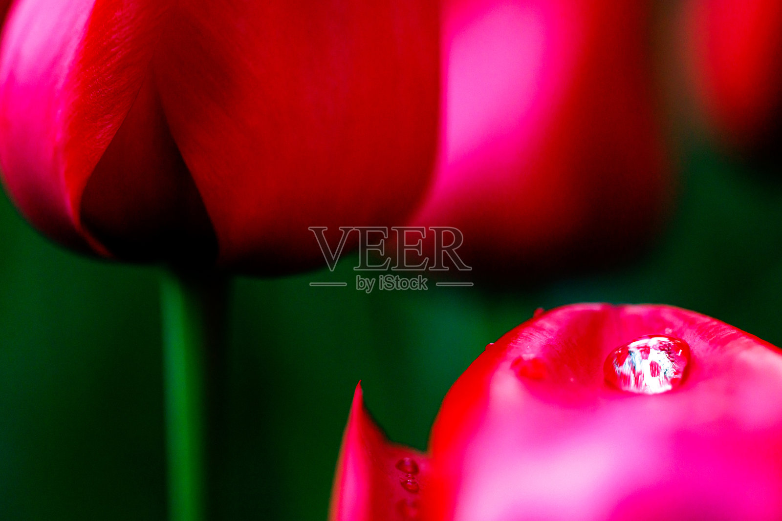 郁金香照片摄影图片