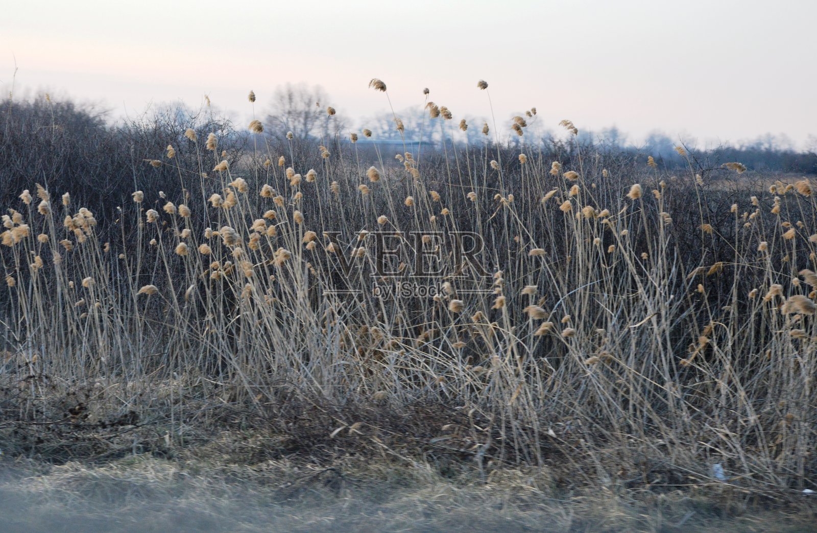 路边的野草照片摄影图片