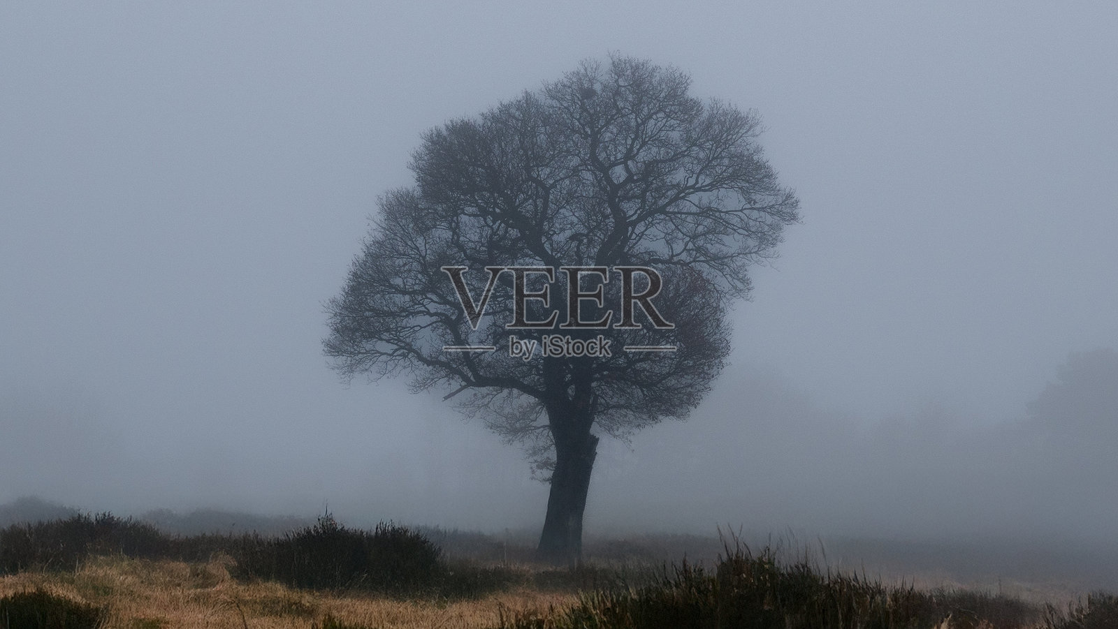 孤独的橡树在沼泽地上与雾气形成剪影照片摄影图片