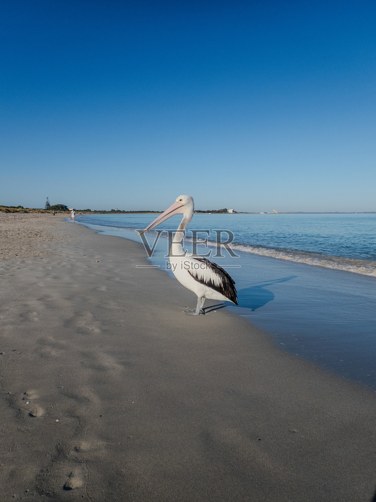 海岸线上的鹈鹕照片摄影图片