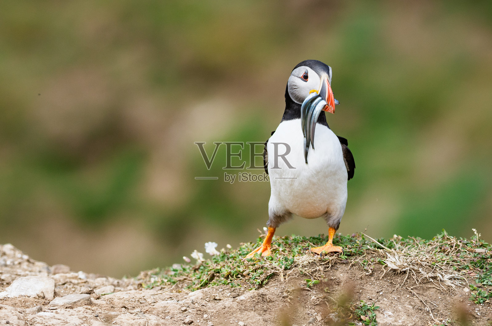 大西洋海雀为雏鸟运送沙丁鱼照片摄影图片