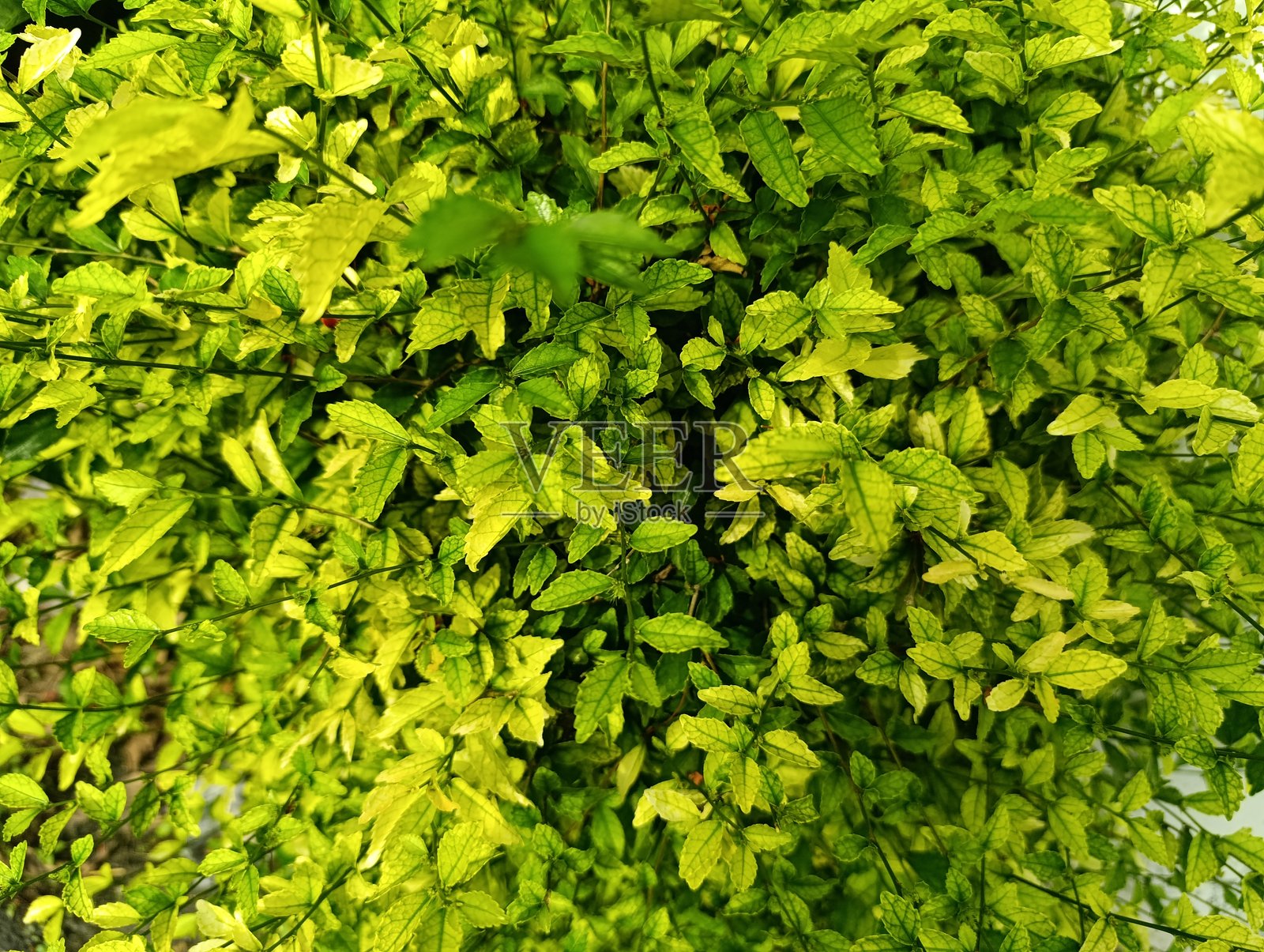 明亮的黄绿色叶子灌木照片摄影图片