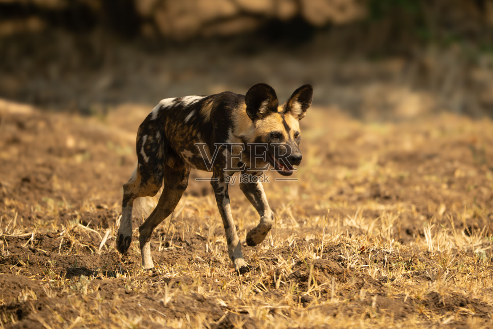 非洲野犬在草地上行走，抬起前爪照片摄影图片