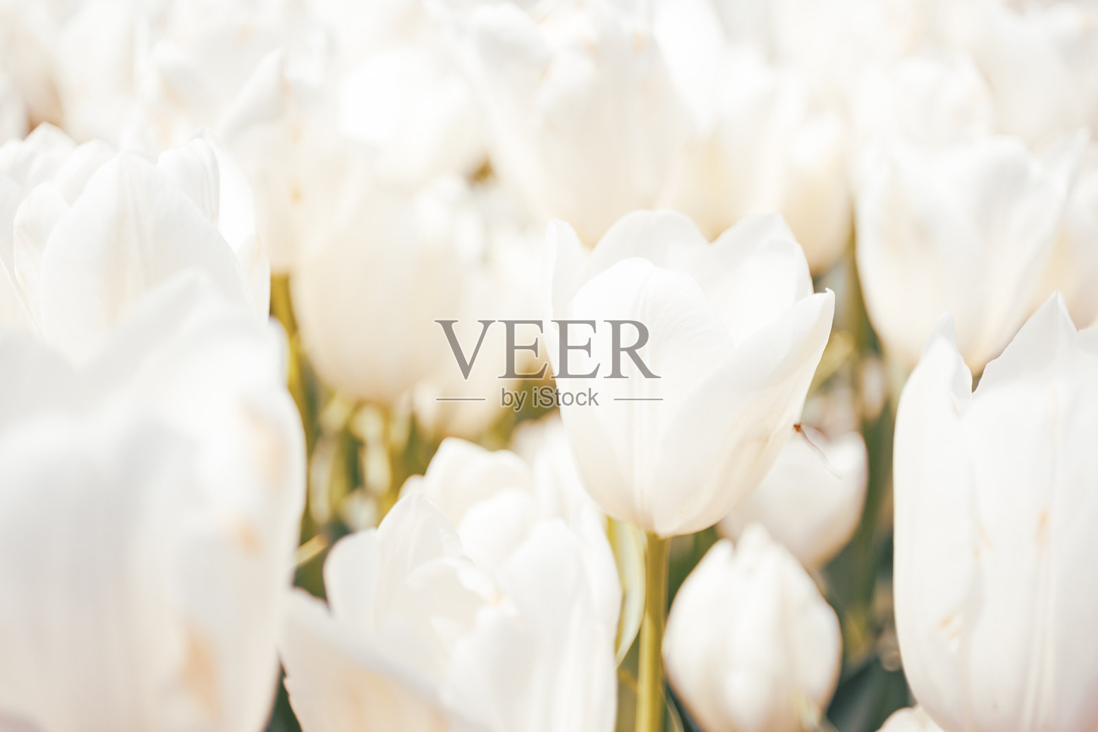 春天花卉背景照片摄影图片