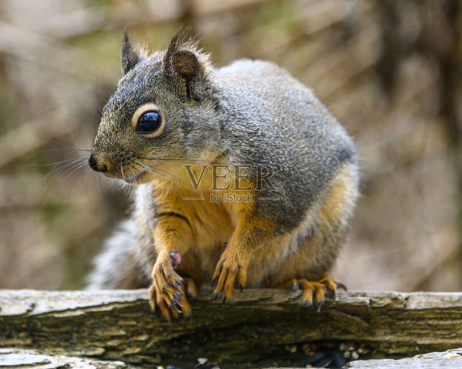 道格拉斯松鼠栖息在树枝上,柔软的毛发和明亮的眼睛,背景是白天的自然