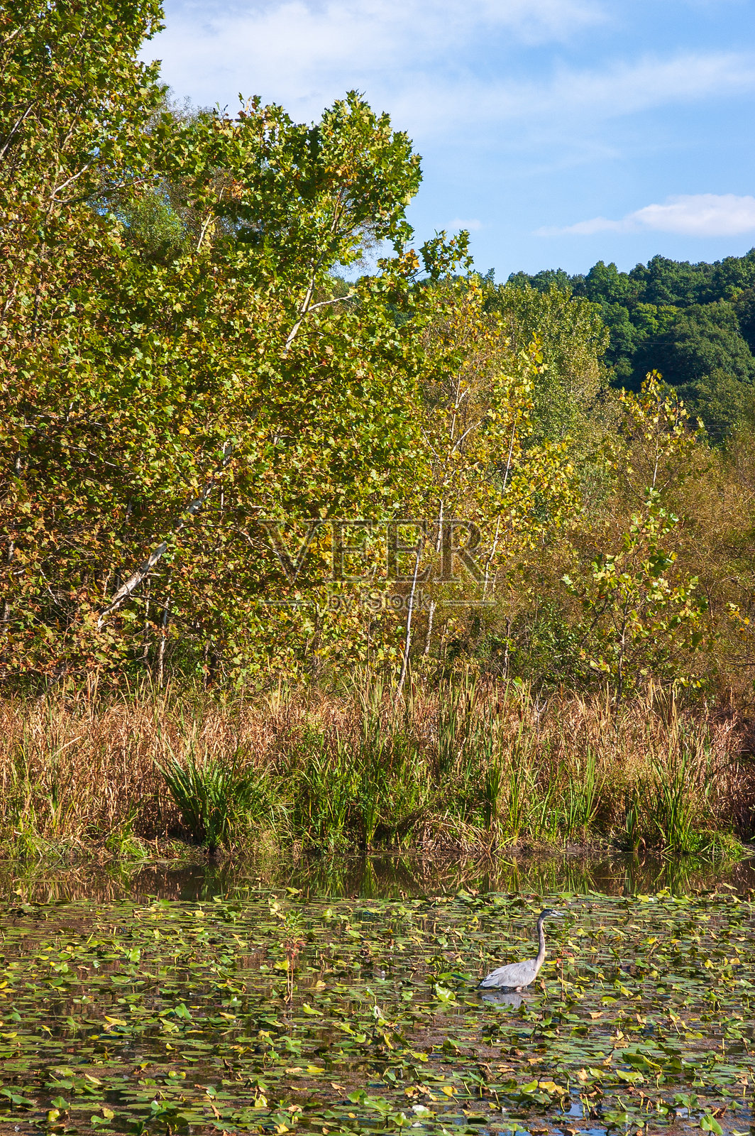 俄亥俄州凯霍加谷国家公园的湿地照片摄影图片