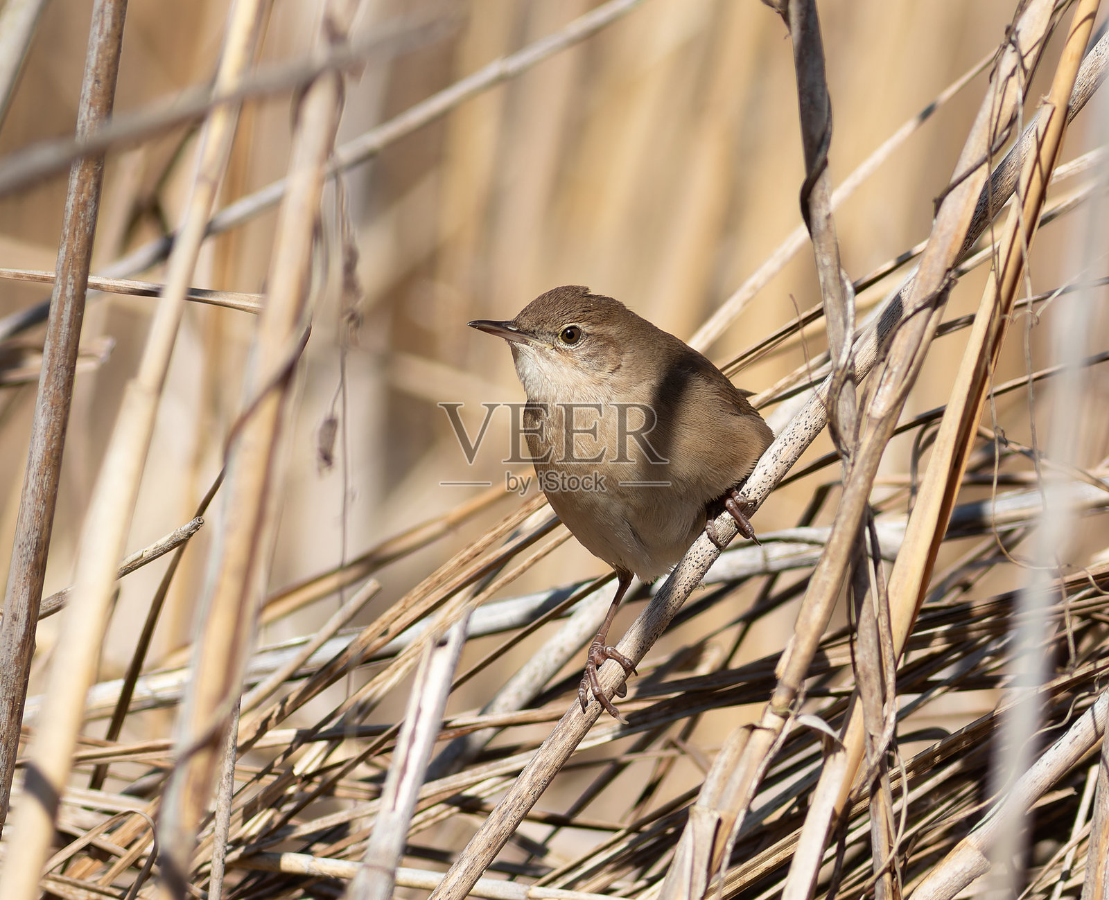萨维的莺，学名Locustella luscinioides。一只鸟栖息在河岸的芦苇杆上。照片摄影图片