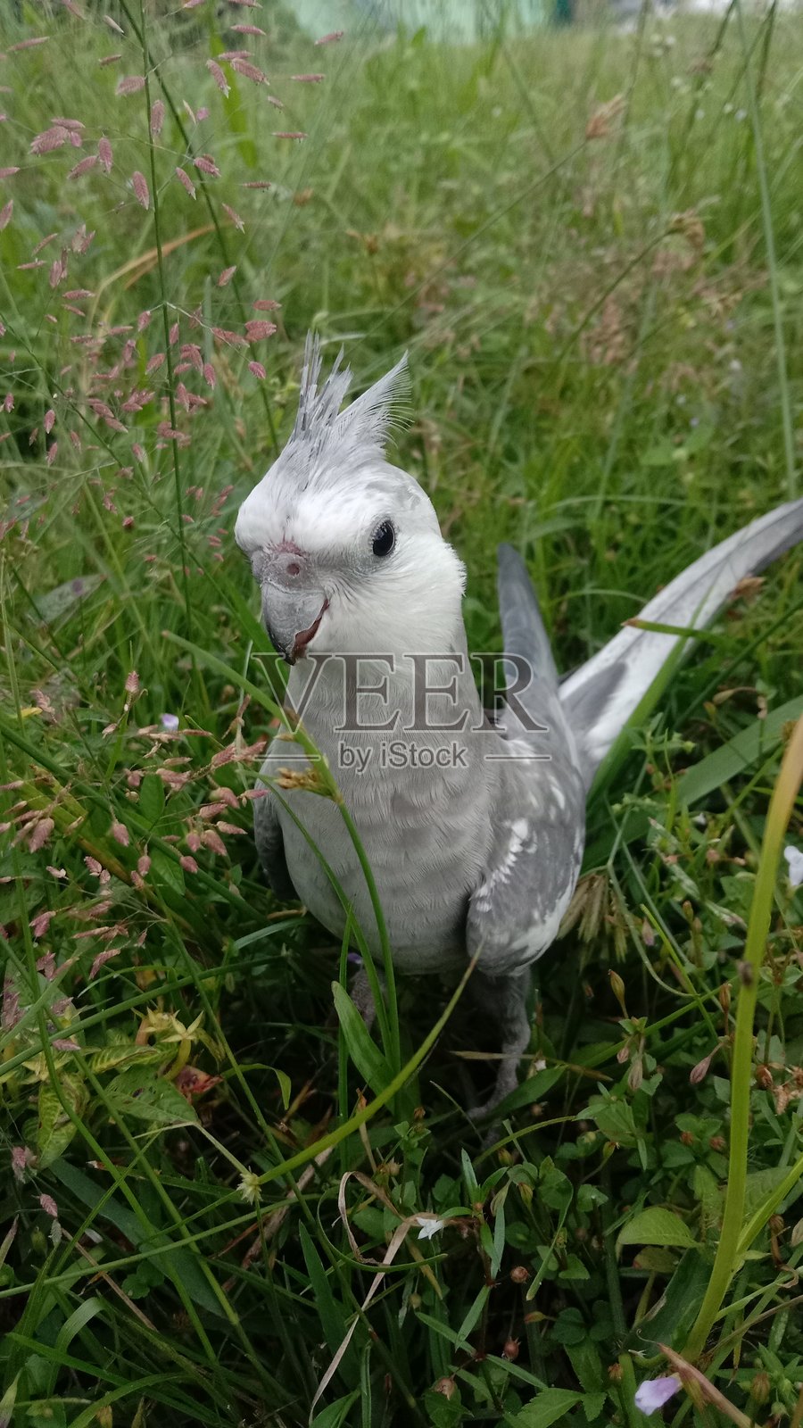 可爱的鹦鹉照片摄影图片