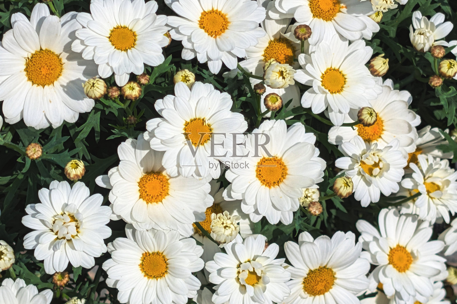 白色雏菊，中心为黄色 - 花朵在花园中盛开照片摄影图片