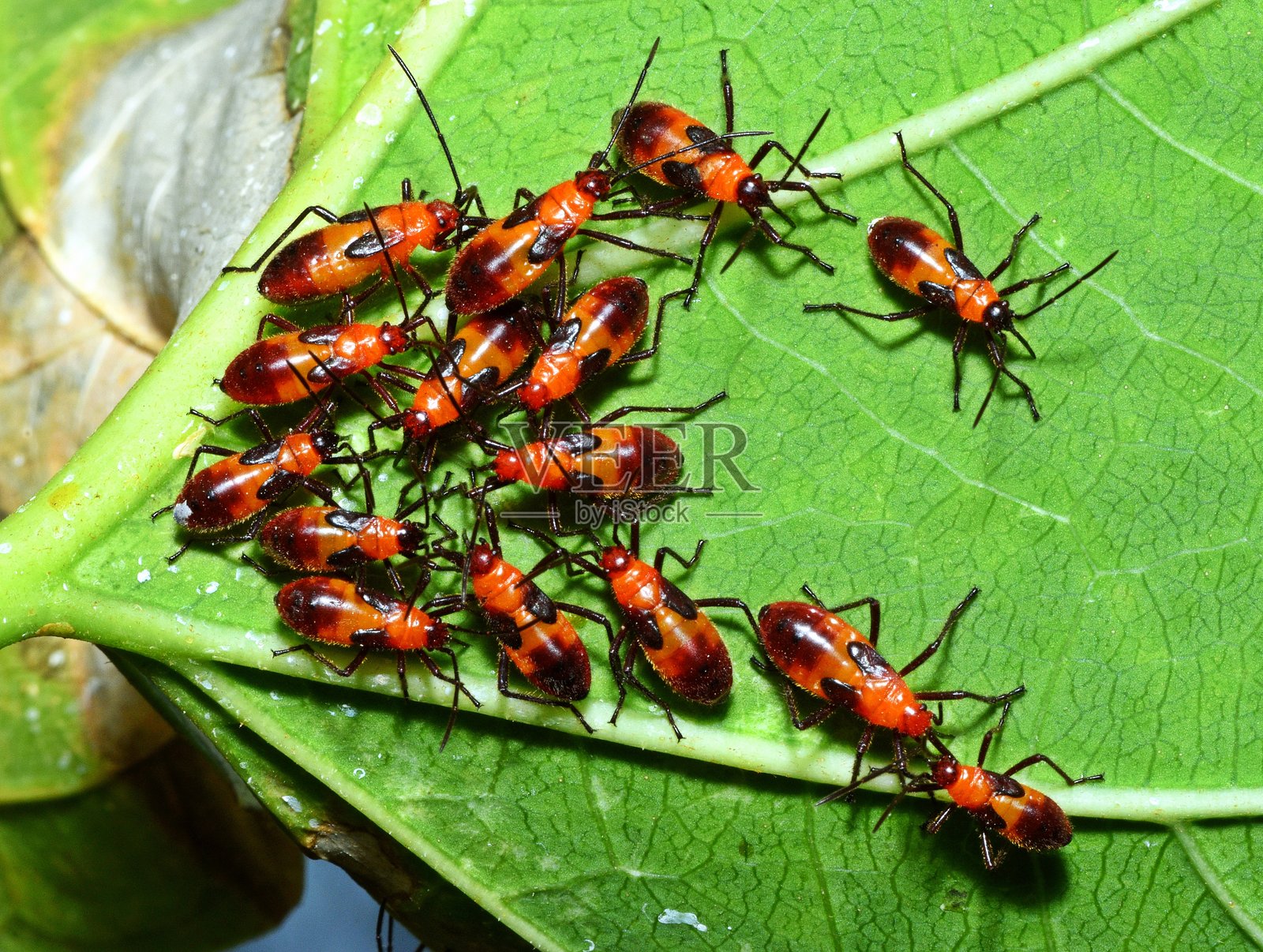 红棉虫 - 动物行为。照片摄影图片