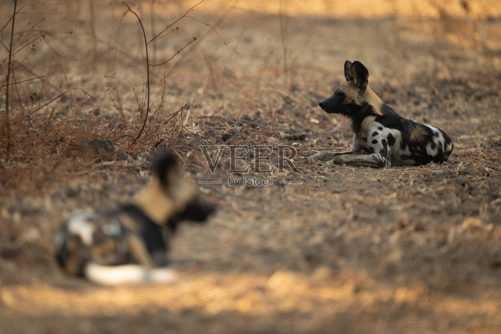 非洲野犬靠近另一只野犬躺着。照片摄影图片