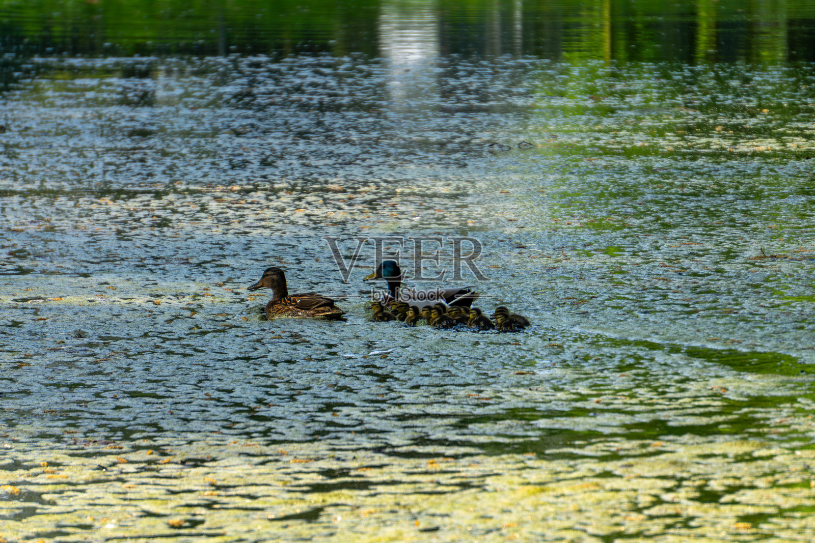 两只成年鸭子和一群小鸭子在覆盖着植物的水面上一起游泳。阳光轻柔地照射在水面上，形成了一幅如画的宁静景象。鸭子家庭。照片摄影图片