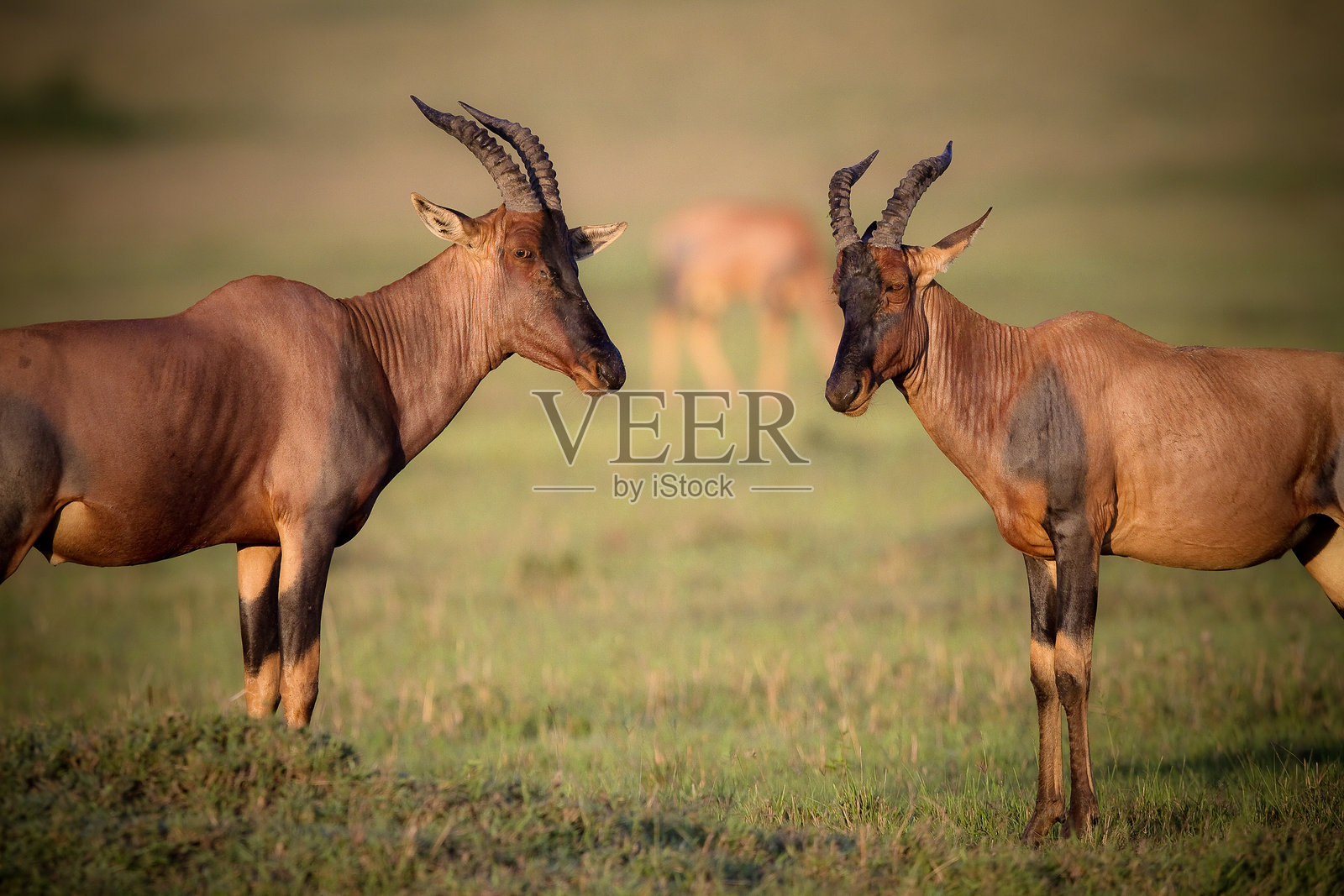 顶角羚羊或达马利斯羚羊照片摄影图片