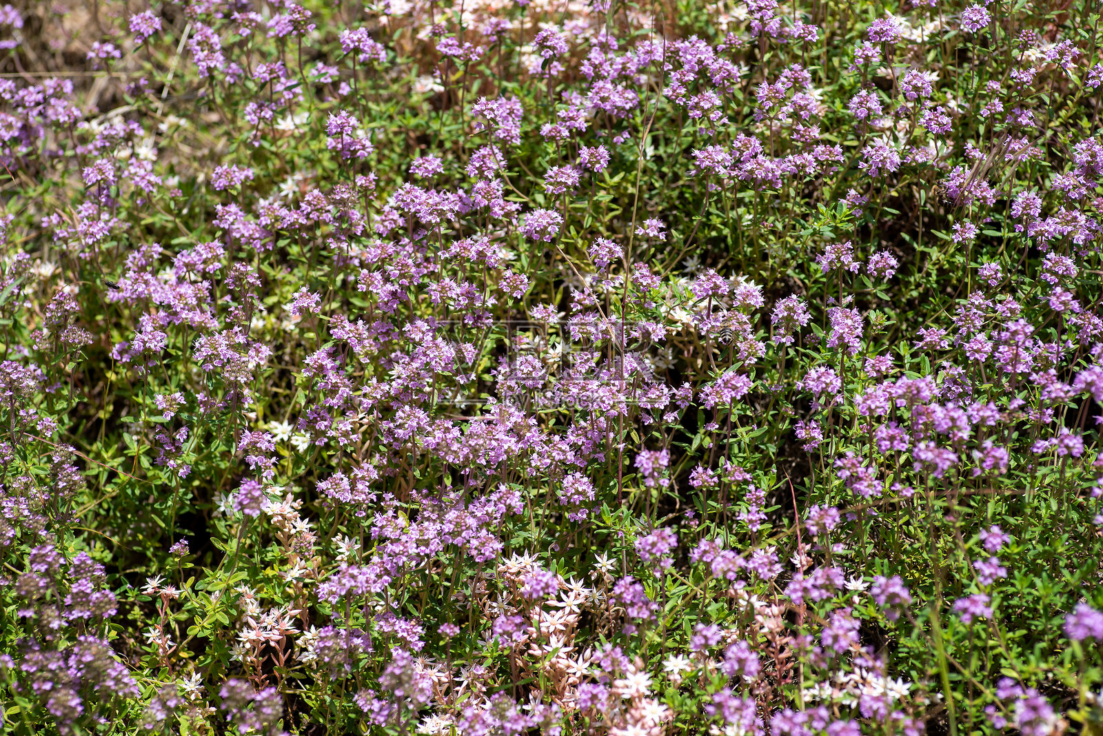 在自然光下，生机勃勃的紫色花朵在草地上盛开。照片摄影图片