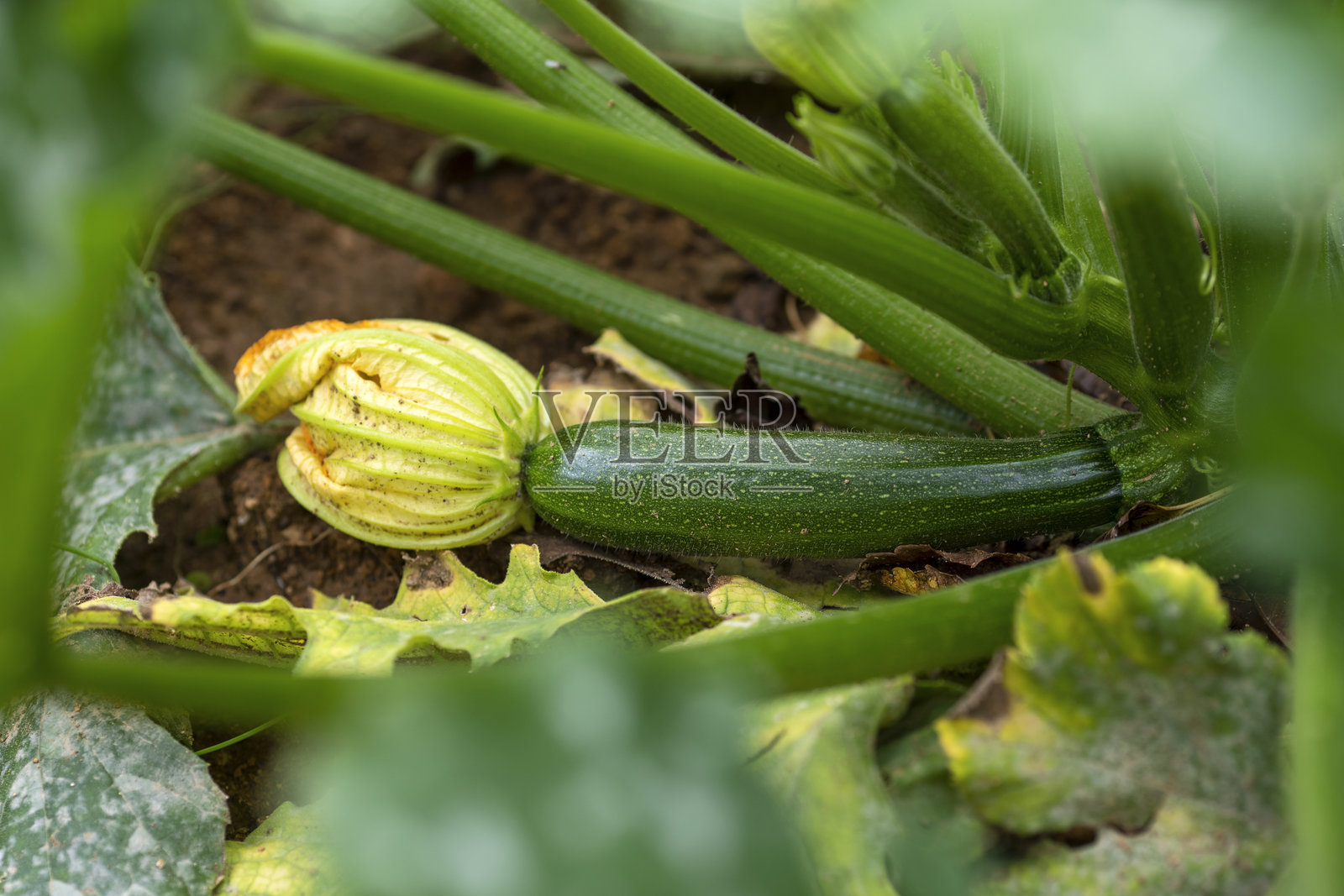 小型可持续花园中的有机西葫芦照片摄影图片