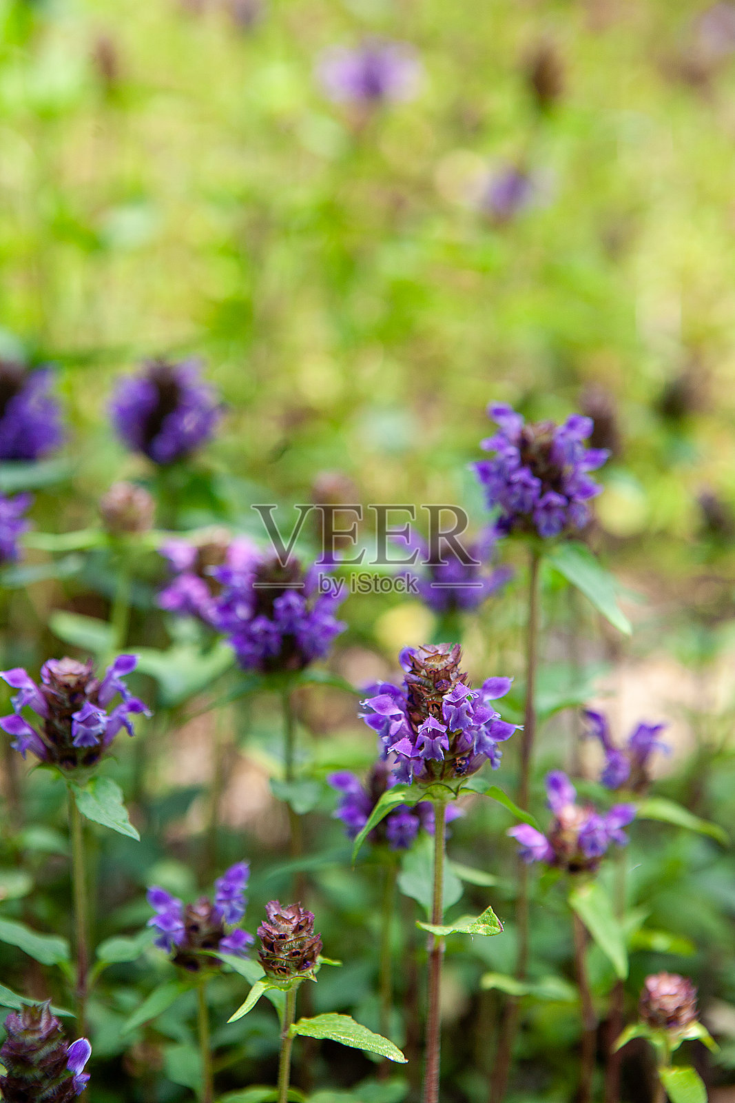 花朵照片摄影图片