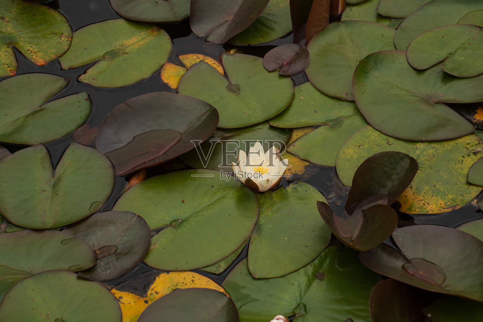 不同的睡莲叶子和一朵单独的白色睡莲花在浅水区照片摄影图片