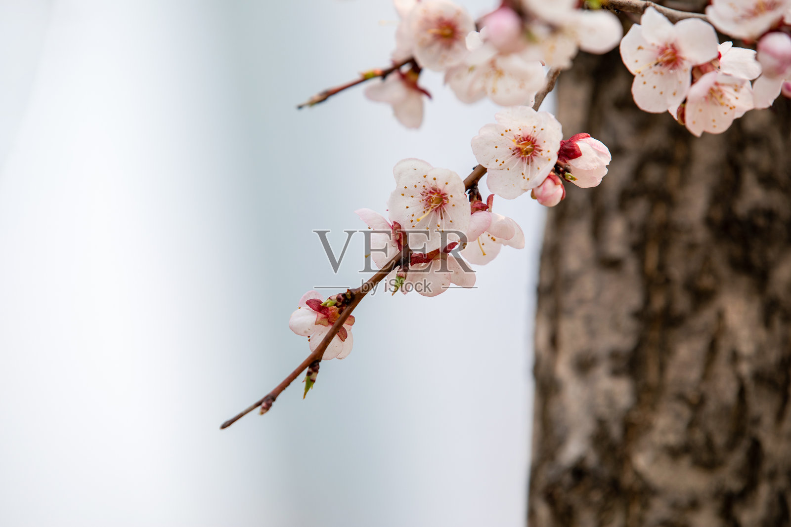 樱花照片摄影图片