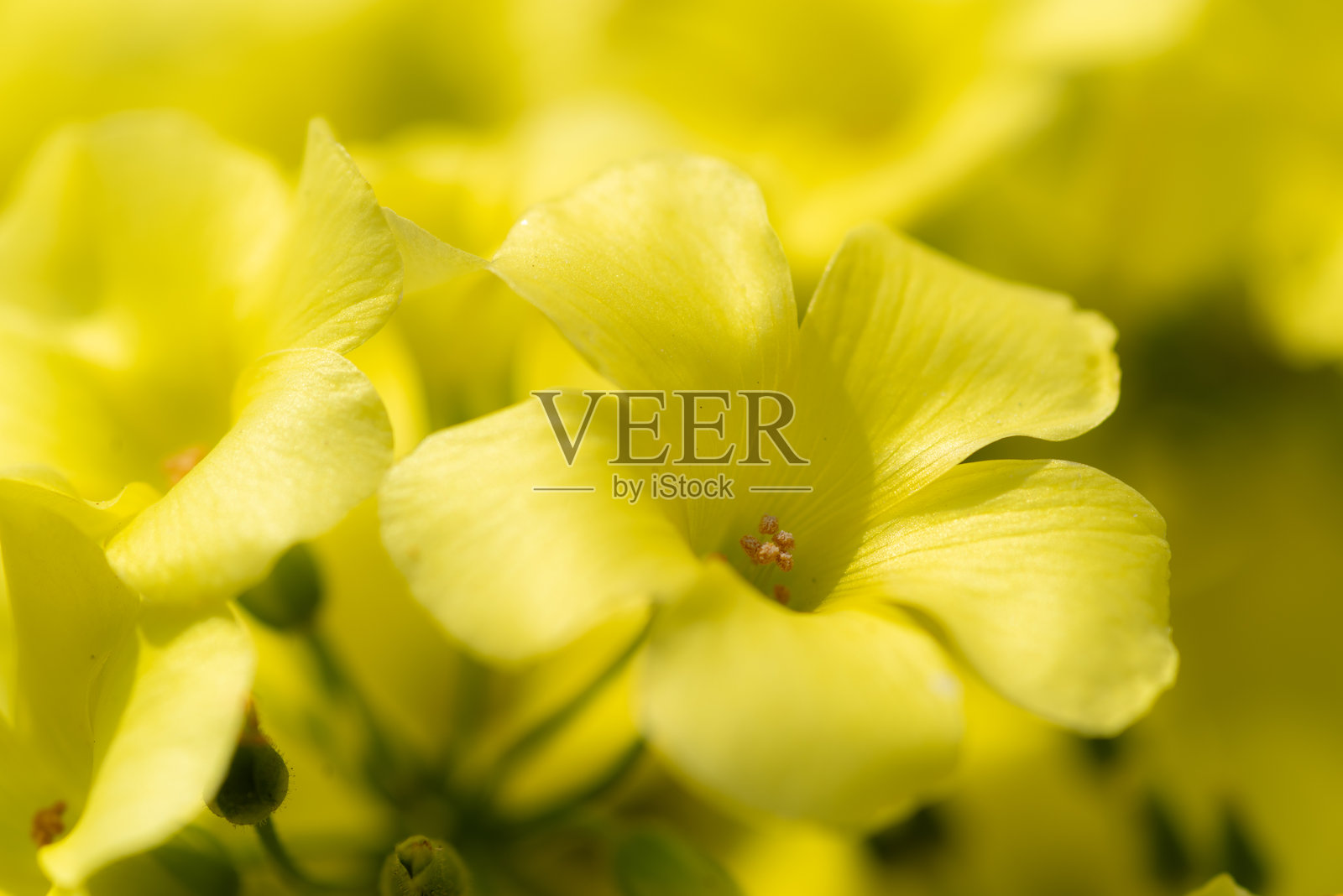 用微距镜头拍摄的田野中盛开的黄色花朵照片摄影图片