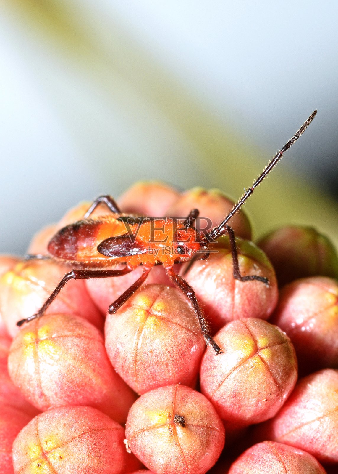 红棉虫 - 动物行为。照片摄影图片