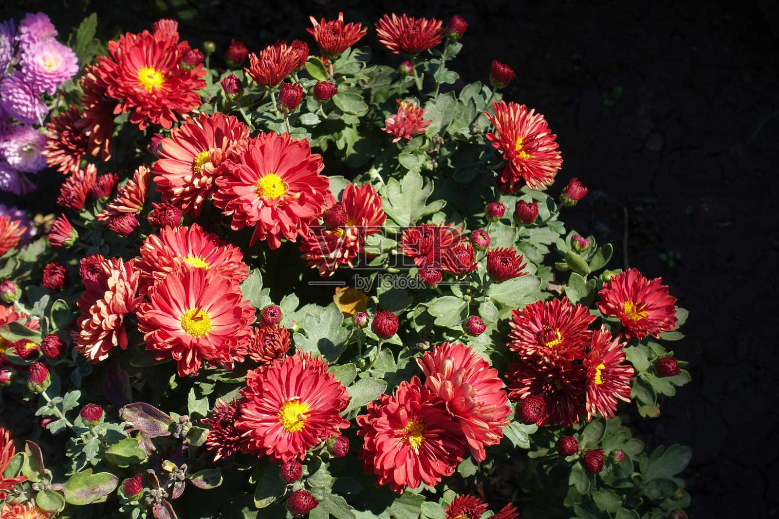 十月半重瓣菊花的闭合花蕾和红黄相间的花朵照片摄影图片