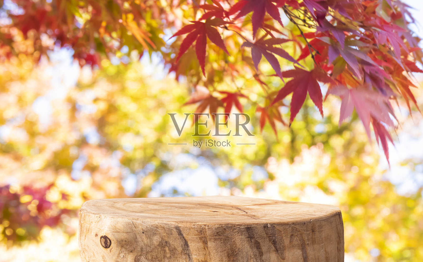 产品展示用的模拟树桩讲台，背景为公园中色彩斑斓的自然树叶照片摄影图片
