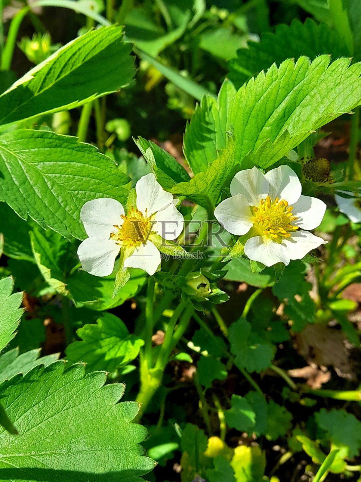 草莓花特写照片摄影图片