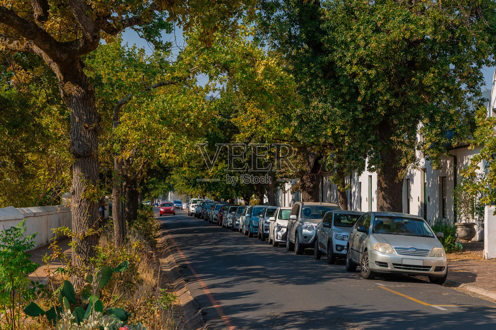 南非斯坦伦博斯阳光明媚的美丽街道。街道一侧停着汽车，雄伟的老树投下阴影。照片摄影图片