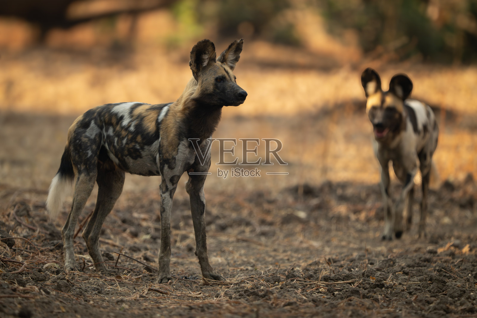 非洲野犬在空地上接近另一只野犬照片摄影图片