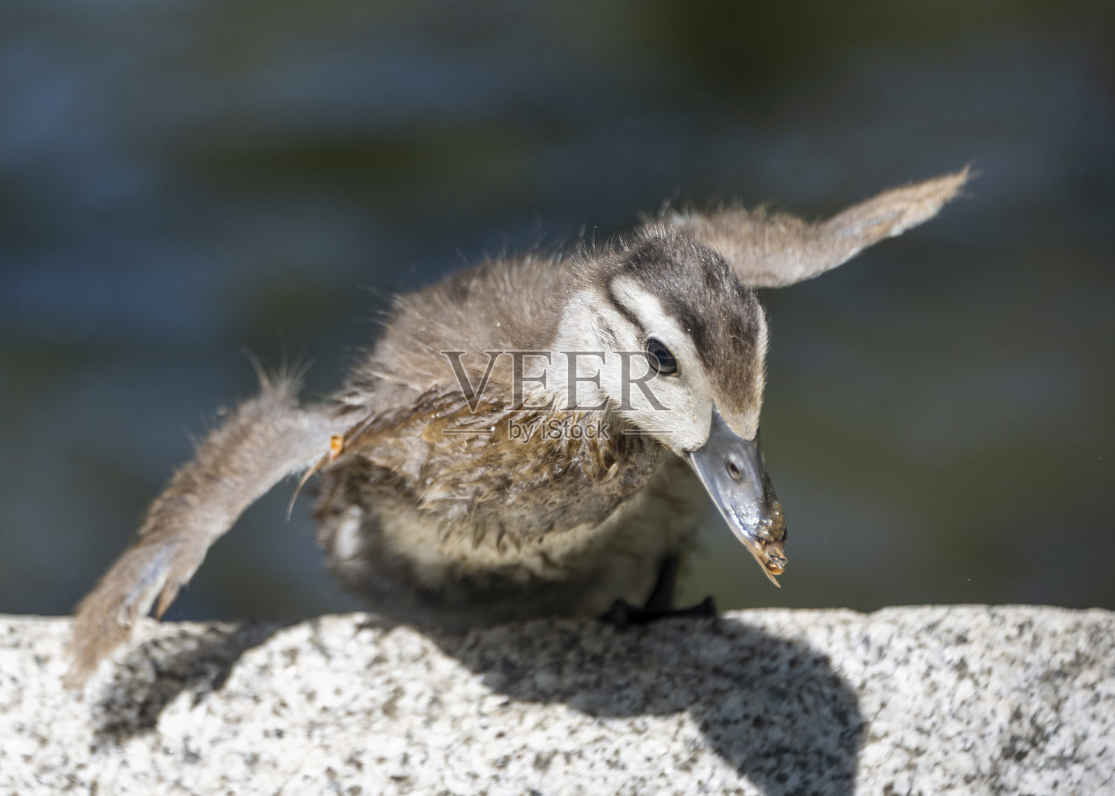 小木鸭雏鸟在阳光明媚的户外环境中准备在水边起飞照片摄影图片