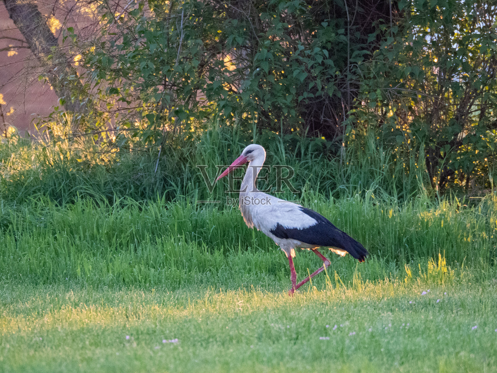 鹳。匈牙利的候鸟。春天的野生动物。照片摄影图片