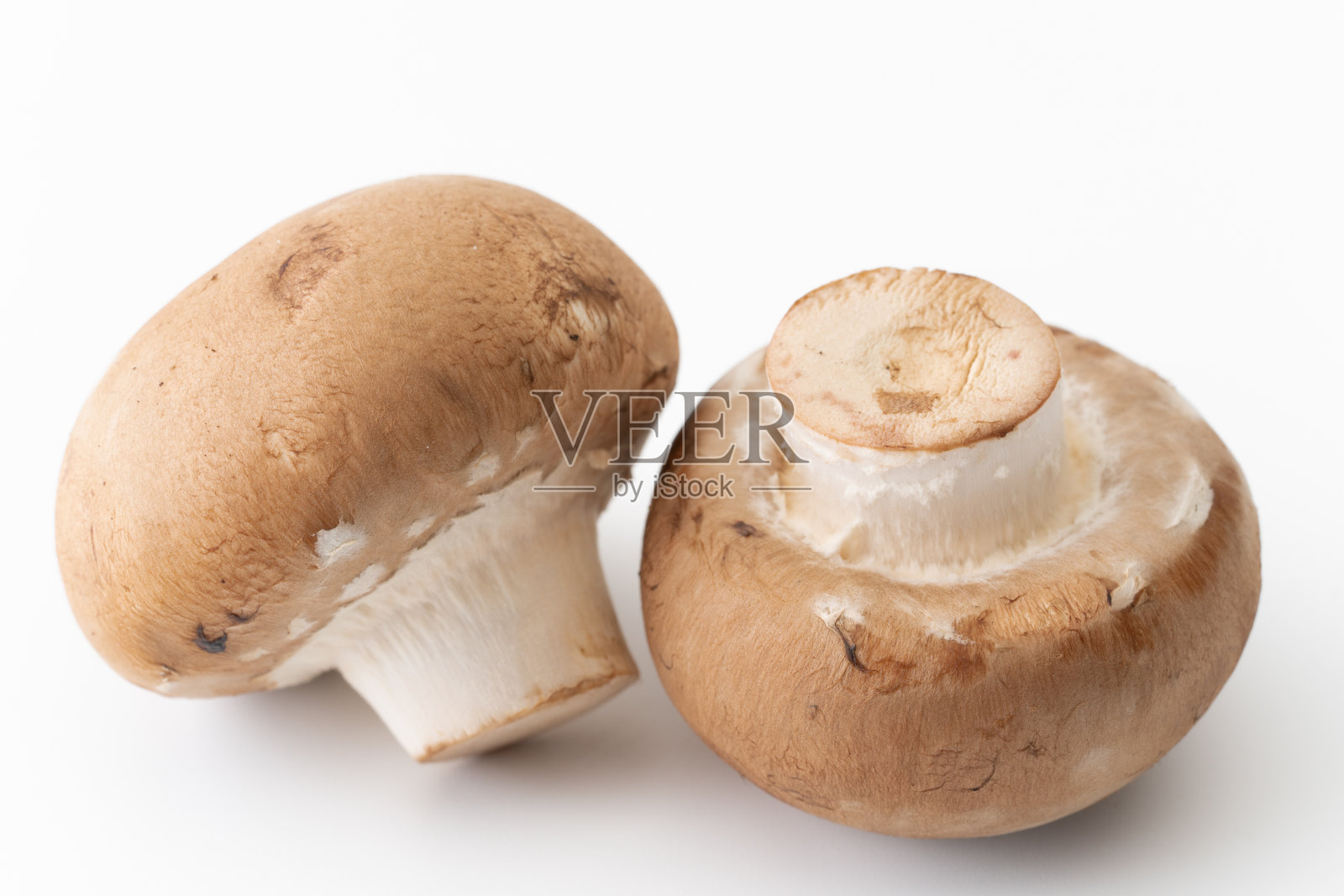 棕色蘑菇在白色背景下照片摄影图片