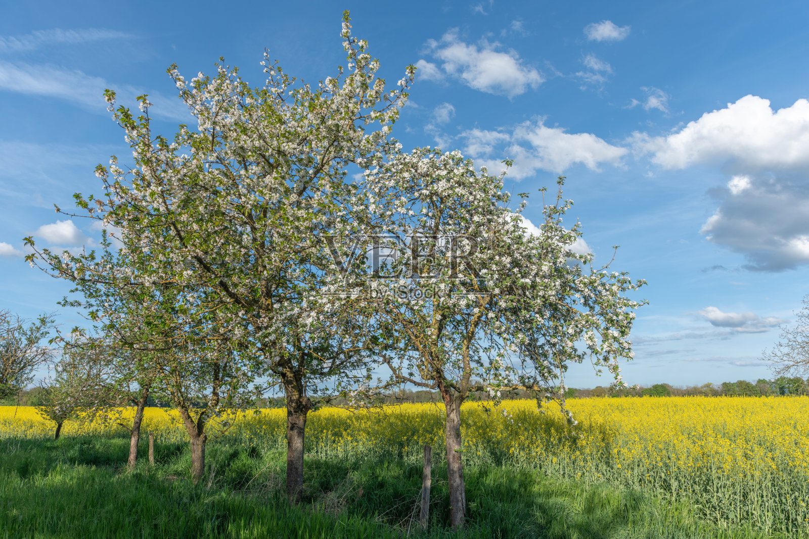 三棵树在开满黄色花朵的田野中。照片摄影图片