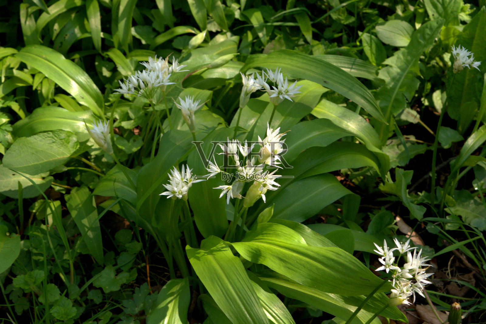 野蒜花，羊蒜或称为乌葱。照片摄影图片