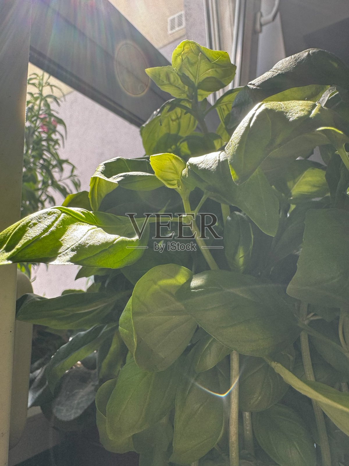 罗勒照片摄影图片